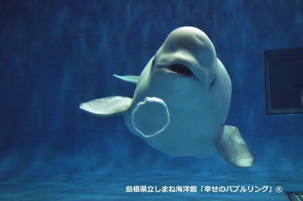 【出雲・斐川・松江・米子発】『しまね海洋館アクアス』バックヤードツアーと『島根県立三瓶自然観サヒメル』学芸員と巡る企画展1